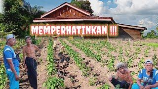 MEMPERHATINKAN !! TANAMAN SAYURAN PAKDE DAN BUKDE KURANG PUPUK !! @MangTomoChannel