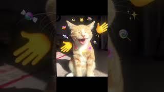 милое видео:3 #мило #коты #смайлы #няшное