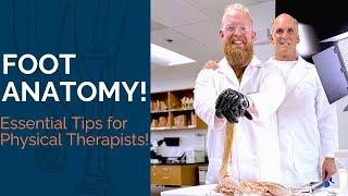 Foot Anatomy - Essential Tips for Physical Therapists