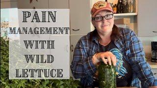 Herbal PAIN MANAGEMENT || Making Wild Lettuce Tincture