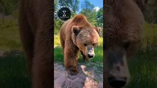 Baby vs Soldiers Animals__ Transforma #short #shorts #animals  #viral #edit #trending #foryou