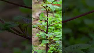 How does purple amaranth grow ? #garden #tiktok #purple #videoshorts