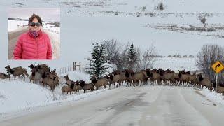 Woman who filmed breathtaking elk herd calls it 'once in a lifetime experience'