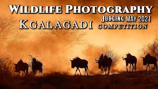 Wildlife Photography Competition Judging {Kgalagadi Photo Competition} May 2021