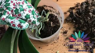 Comment faire repartir une orchidée - gardenshop pro