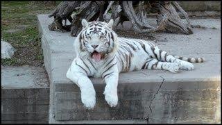 Large White Tiger (Panthera tigris tigris)