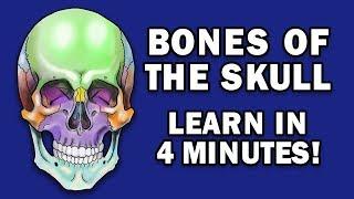 BONES OF THE SKULL - LEARN IN 4 MINUTES