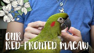 Margo our baby Red Fronted Macaw!