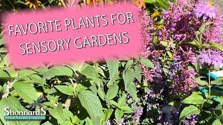 Top 8 Plants for a Sensory Garden