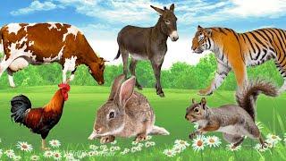 Daily Life of Animals: Donkey, Tiger, Chicken, Cow, Rabbit, Squirrel, Horse - Animal Sounds