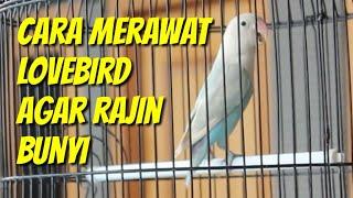 Cara merawat lovebird agar rajin bunyi dan gacor