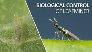 Biological control of leaf miner - Diglyphus isaea