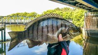 WHAT?! Blackfish On Soft Plastic Lure! Georges River Landbased