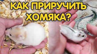 Как приручить хомяка к рукам если он боится и кусается? Приручение хомяка