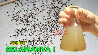 SANGAT MUDAH !!! Cukup 3 Tetes Saja Semut Hilang Selamanya