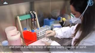 Preparation of the samples for RNA extraction