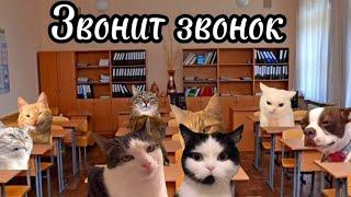 Рил: Мой обычный день понедельник . Футажи в моём телеграм канале. Мемы с котами. Смешные котики.