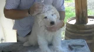 3.Tutorial: Pulizia e toeletta del cane da pastore  maremmano abruzzese