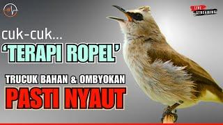 Pancingan Trucukan Gacor ROPEL PANJANG Ampuh Untuk isian Trucuk Supaya Cepat NYAUT - LV3