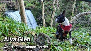 Alva Glen Walk with Teg the Boston Terrier