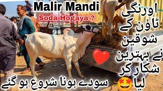 Malir Mandi Karachi Cattle Latest Rates Update 24 September 2024 | Cow Mandi 2024