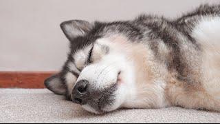 Shocked Husky WOKEN By Best Friend Arriving!