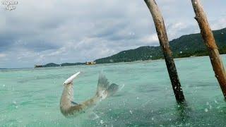 BARRACUDA ATTACK ON ULTRALIGHT FISHING #shorts