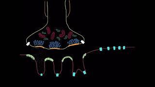 NM physiology 7: Voltage gated sodium channels