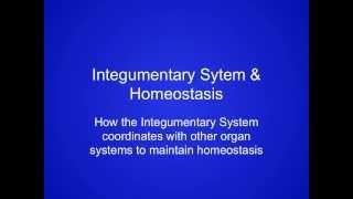 Video 5 - Integumentary System - Integumentary System & Homeostasis