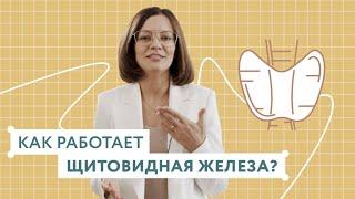 Как работает щитовидная железа? Механизмы регуляции функции щитовидной железы