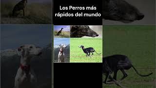 Los perros más Rápidos del mundo #animals #viral #youtubeshorts #shortvideo #animales