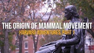 The Origin of Mammal Movement: Harvard Adventures, Part I