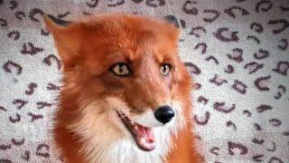 Alfik the Funny Fox