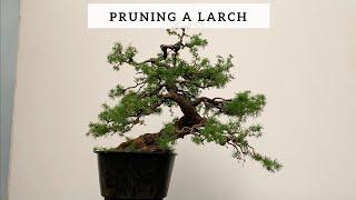 Pruning a Larch Bonsai
