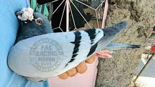 Old Racing Pigeon | Legend Pigeon Played Till 580km | Old Performer Breeder Racer Kabootar