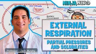Respiratory | External Respiration: Partial Pressures & Solubilities