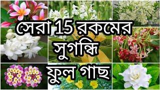 সেরা 15 রকমের সুগন্ধি ফুল গাছ||এই ফুল গাছ আপনার বাগান কে সুগন্ধে ভরিয়ে তুলবে||helpful garden