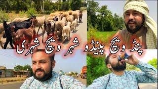 Pind Wich Pendu Shehar Wich Shehari |Beautiful Village Life| Sheraz Javed Warraich