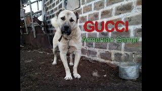 GUCCI  Armenian wolfhound - Gampr   11 months !!