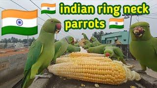 indian ring neck. parrots massive entry #love #youtubeshorts #shortvideo #shorts #fyp #new #trending