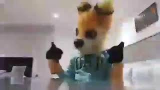 Furry timelapse #3