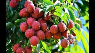 Thăm vườn vải ở Úc - Gamble Family Lychees Farm, Valdora, Queensland, Australia