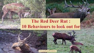 Red Deer Rut : 10 Behaviours to look out for