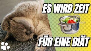 BKH Katzen haben immer Hunger - Was rein kommt, muss auch wieder raus...