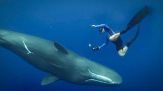 Feeling the Force of Sperm Whales Ultrasound | Super Giant Animals | BBC Earth