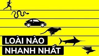 Loài động vật sống nào nhanh nhất trên thế giới?