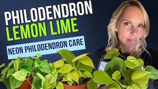 Philodendron Lemon Lime | NEON Philodendron Care | MOODY BLOOMS