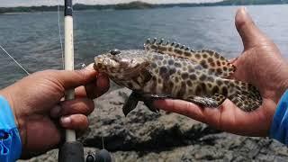 Dito uli sa Baybay norte Sual Pangasinan/Bait & wait fishing Philippines