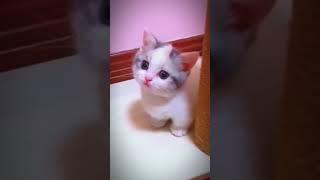 kucing terimut| pecinta kucing#shorts