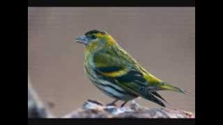 λούγαρο Carduelis Spinus.wmv